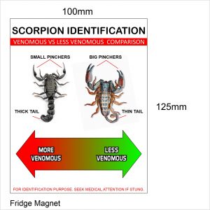 Insect Fridge Magnet (Scorpion & Spider)
